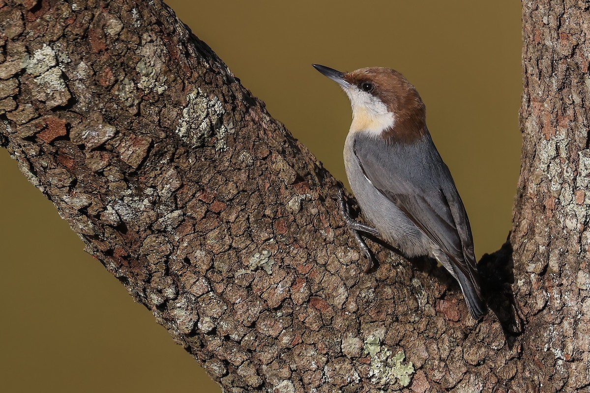 Brown-headed Nuthatch - ML401929671