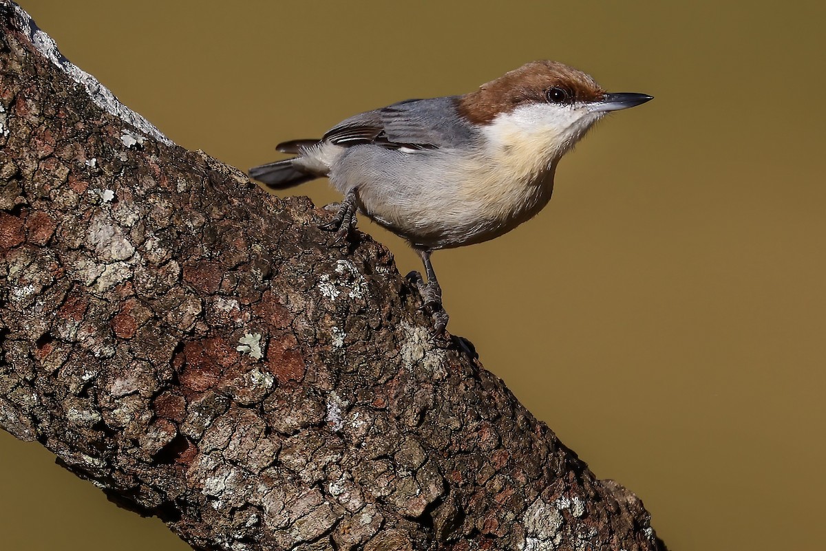 Brown-headed Nuthatch - ML401929681