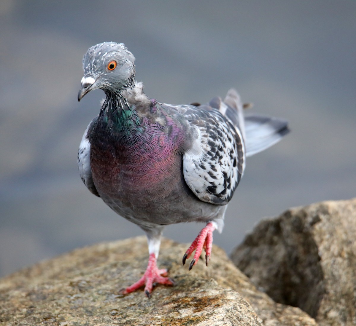 Rock Pigeon (Feral Pigeon) - ML401930461