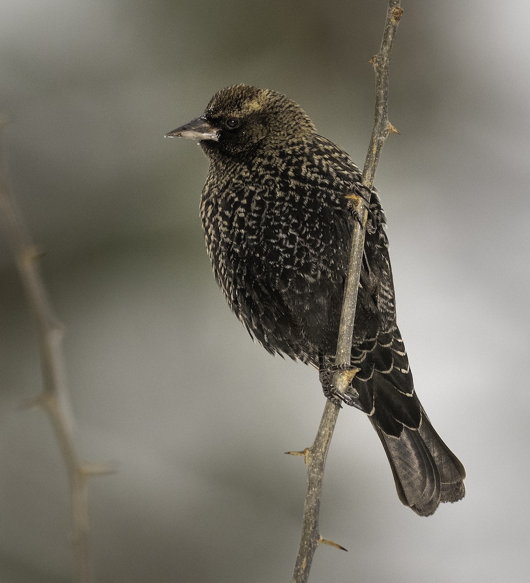 Red-winged Blackbird - Ian Routley