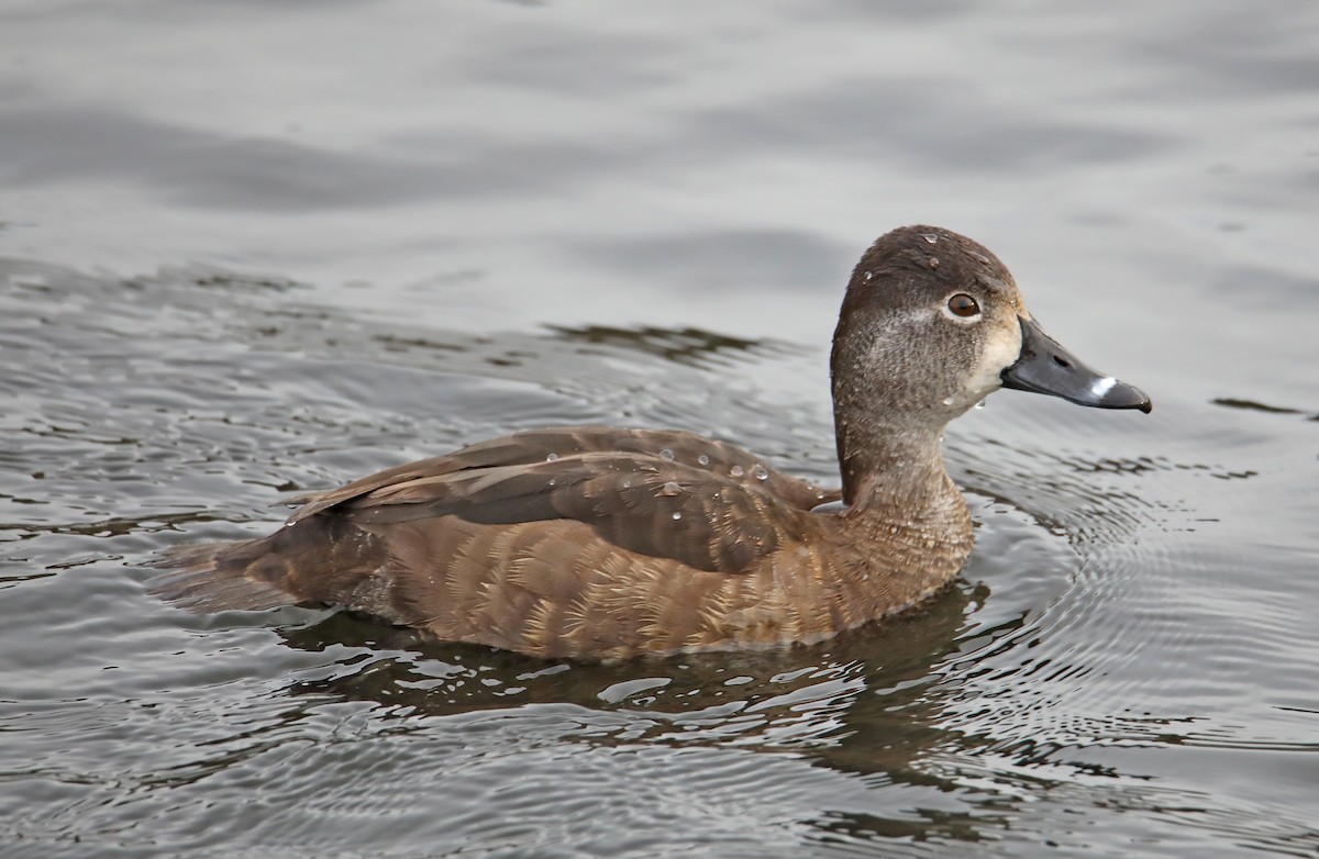 Ring-necked Duck - ML401935011