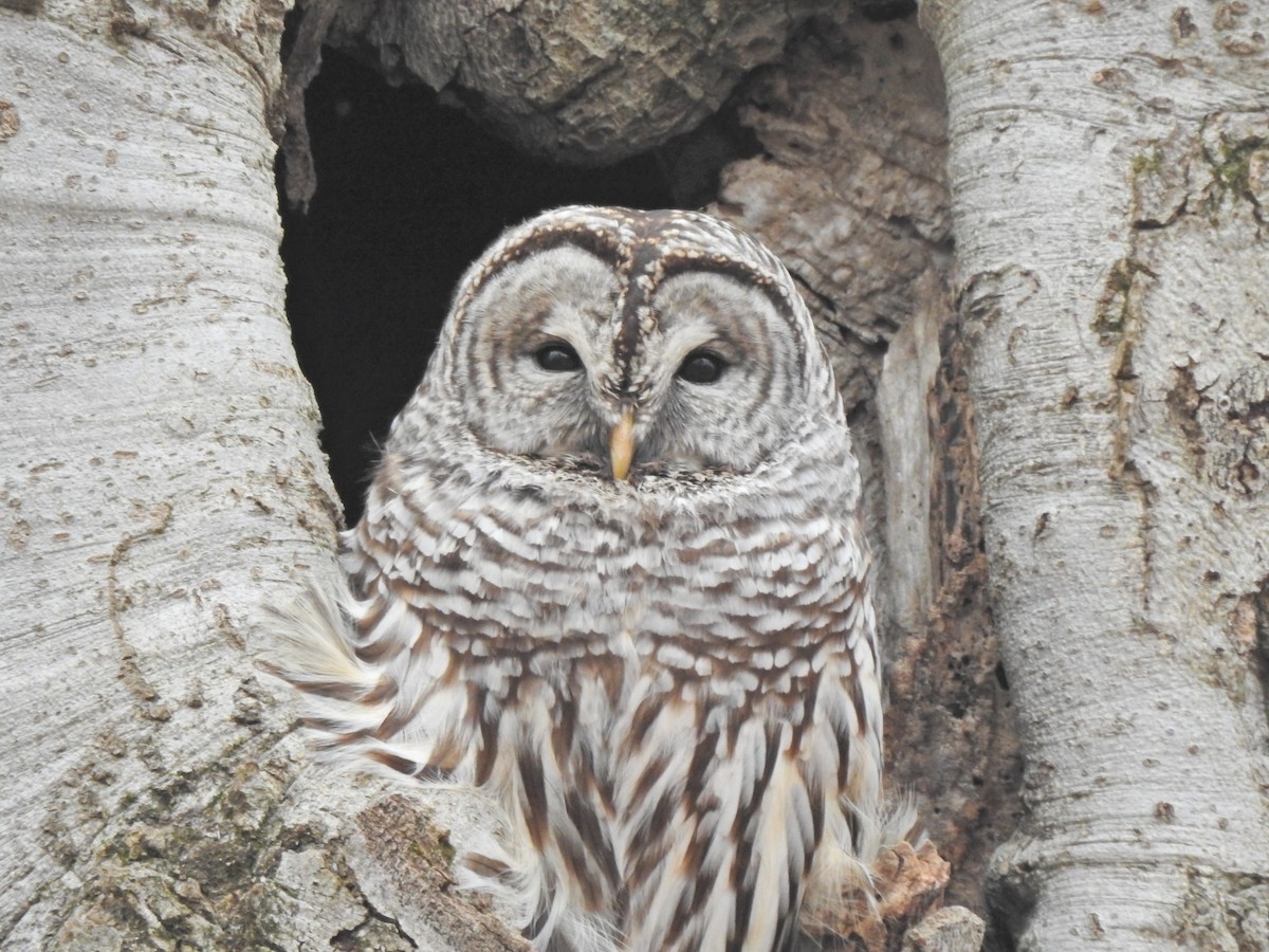 Barred Owl - ML401937671
