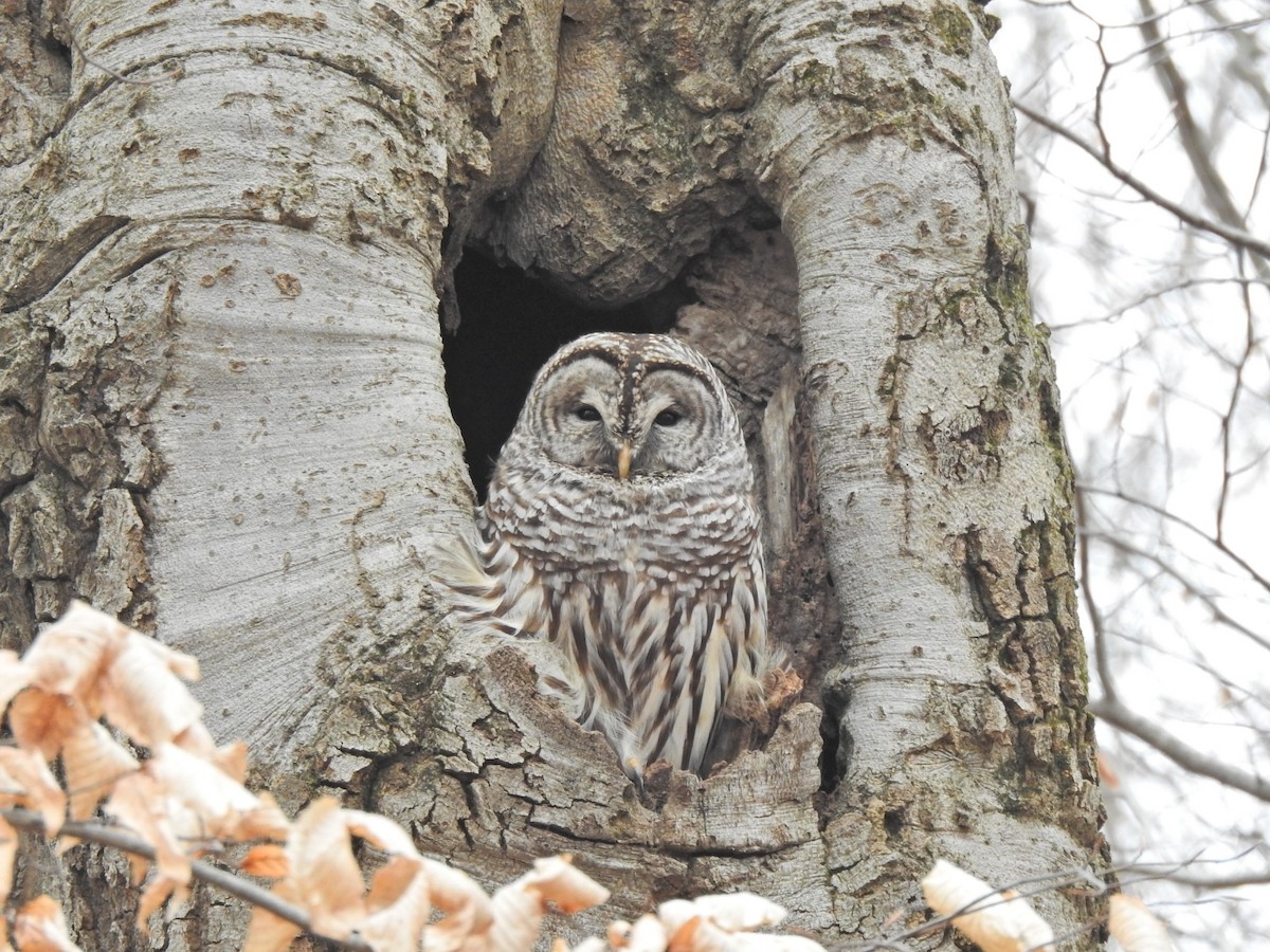 Barred Owl - ML401938221