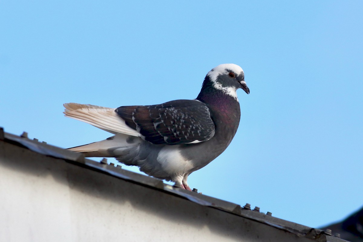 Rock Pigeon (Feral Pigeon) - ML401947361