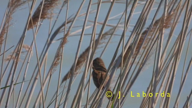 Great Reed Warbler - ML401950151