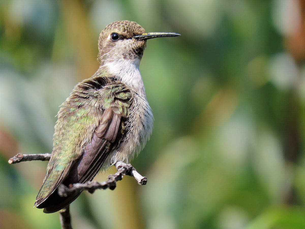 Costa's Hummingbird - ML401960561