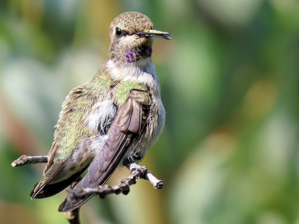Costa's Hummingbird - ML401960571