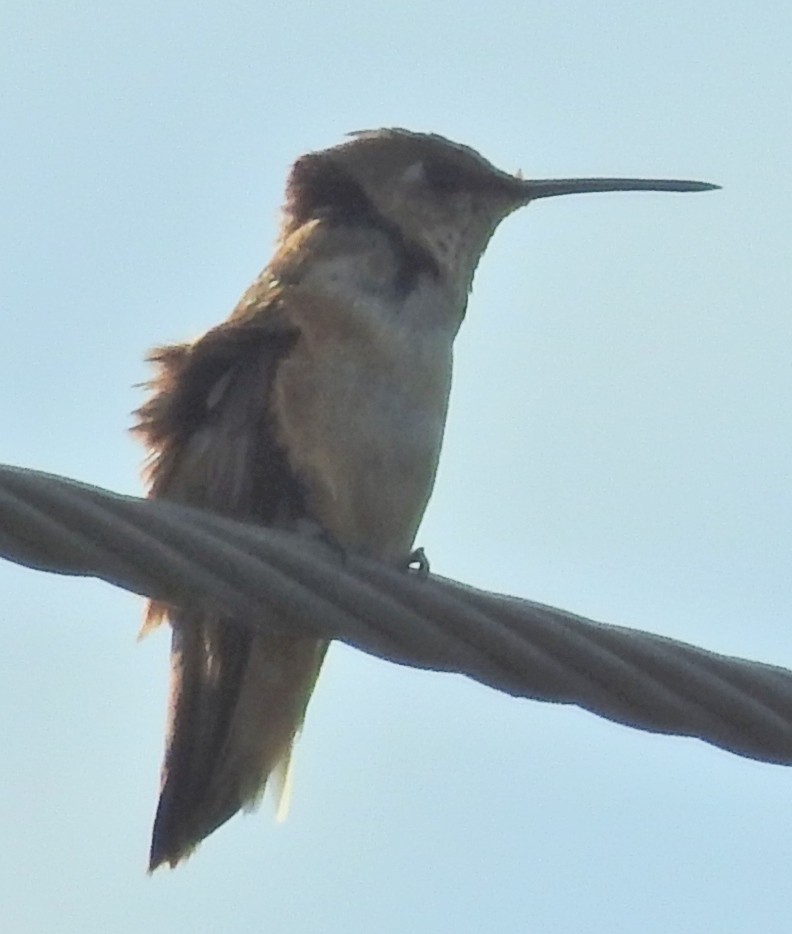 Rufous Hummingbird - ML40196161