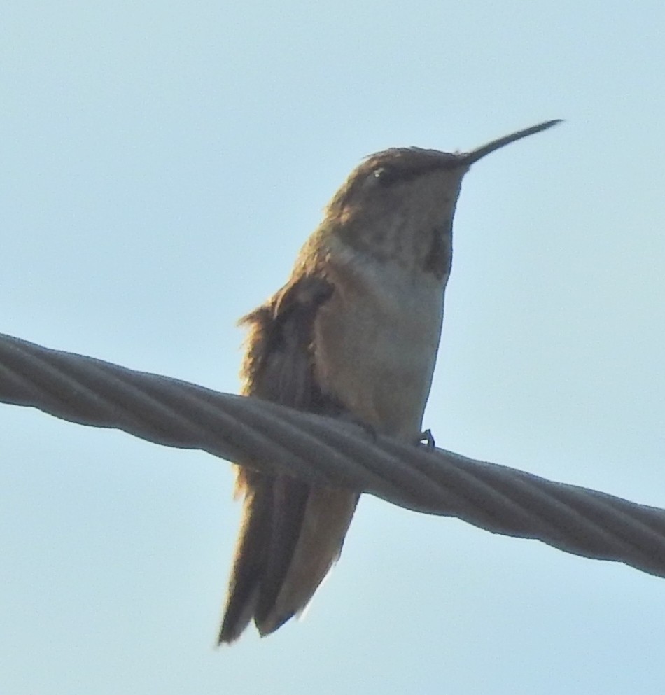 Rufous Hummingbird - ML40196171