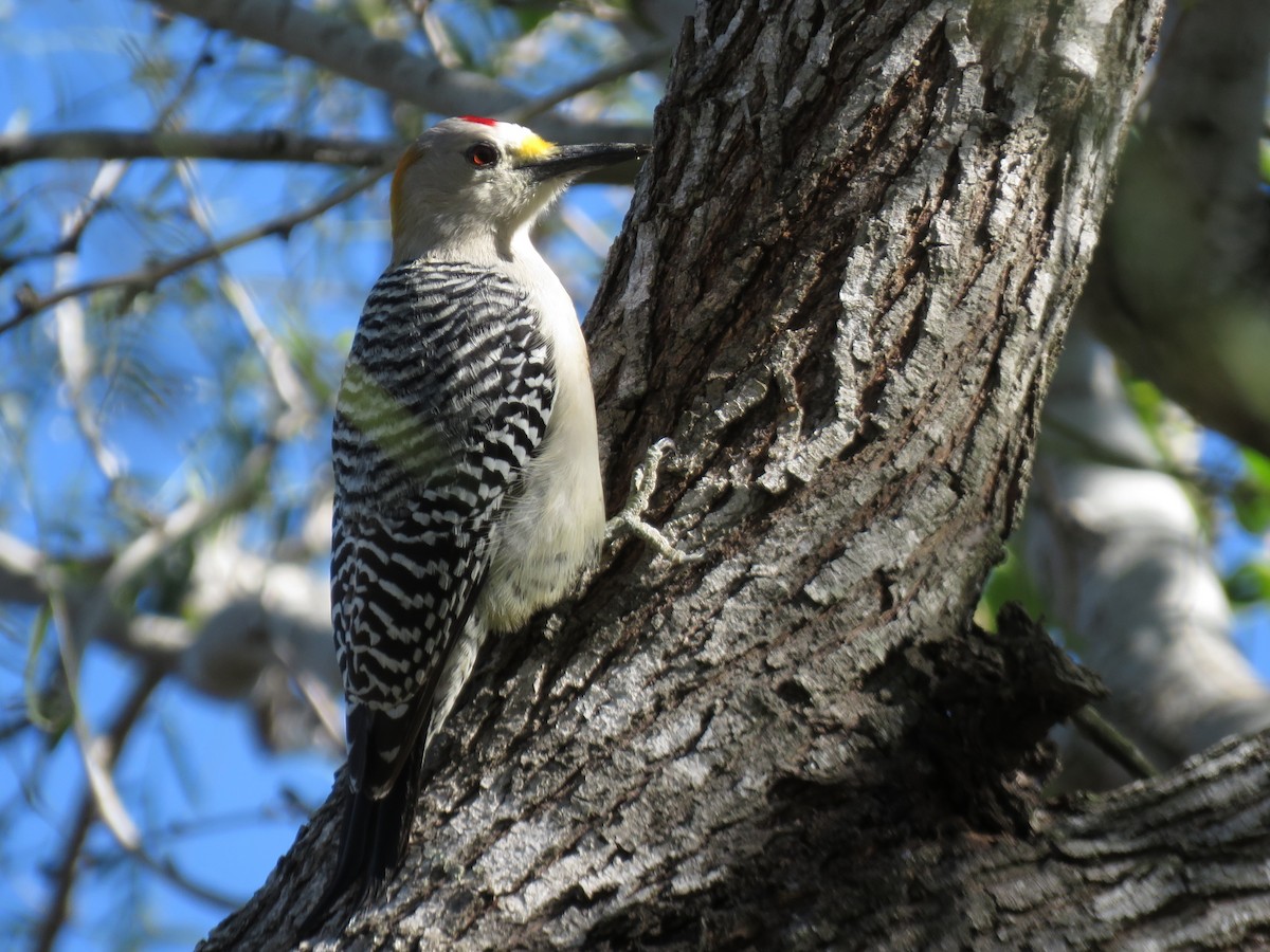 Golden-fronted Woodpecker - ML401962261