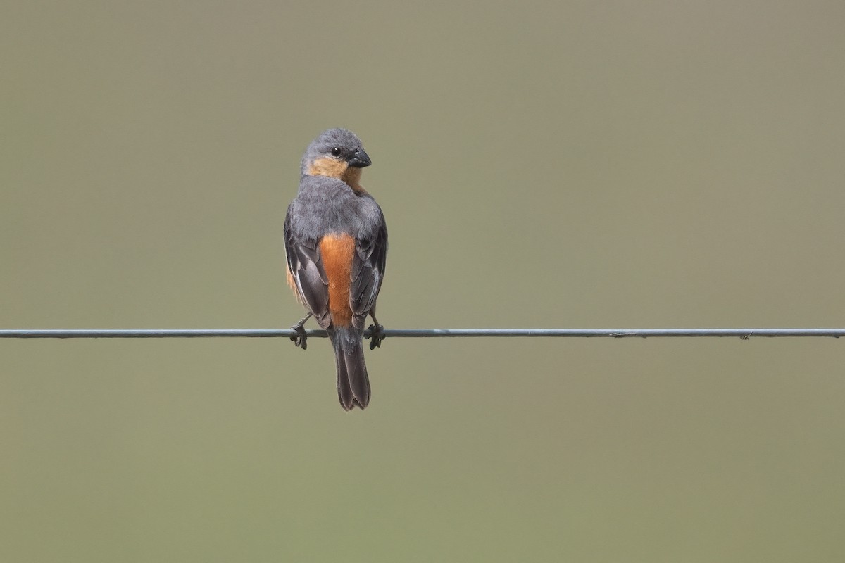 Tawny-bellied Seedeater - Pablo Re