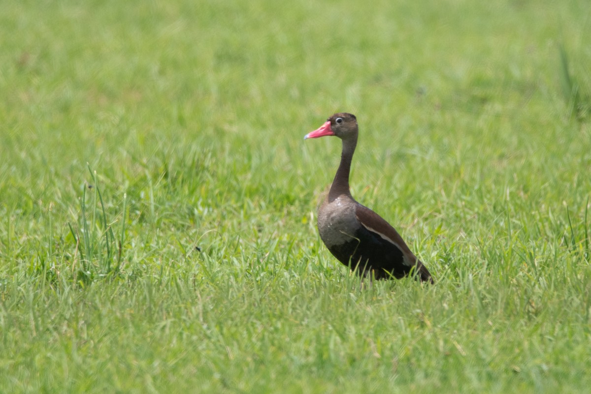 Black-bellied Whistling-Duck - Pablo Re