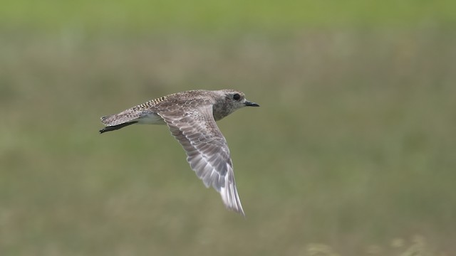 American Golden Plover undergoing Definitive Prebasic Molt.&nbsp; - American Golden-Plover - 