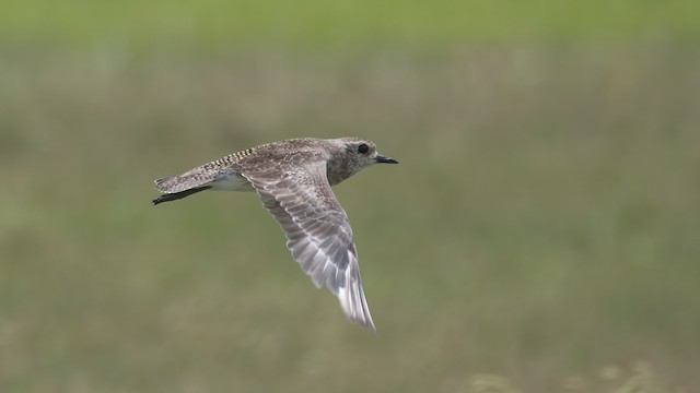 American Golden Plover undergoing Definitive Prebasic Molt.&nbsp; - American Golden-Plover - 