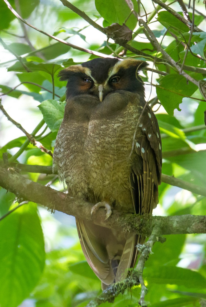 Crested Owl - ML401965171