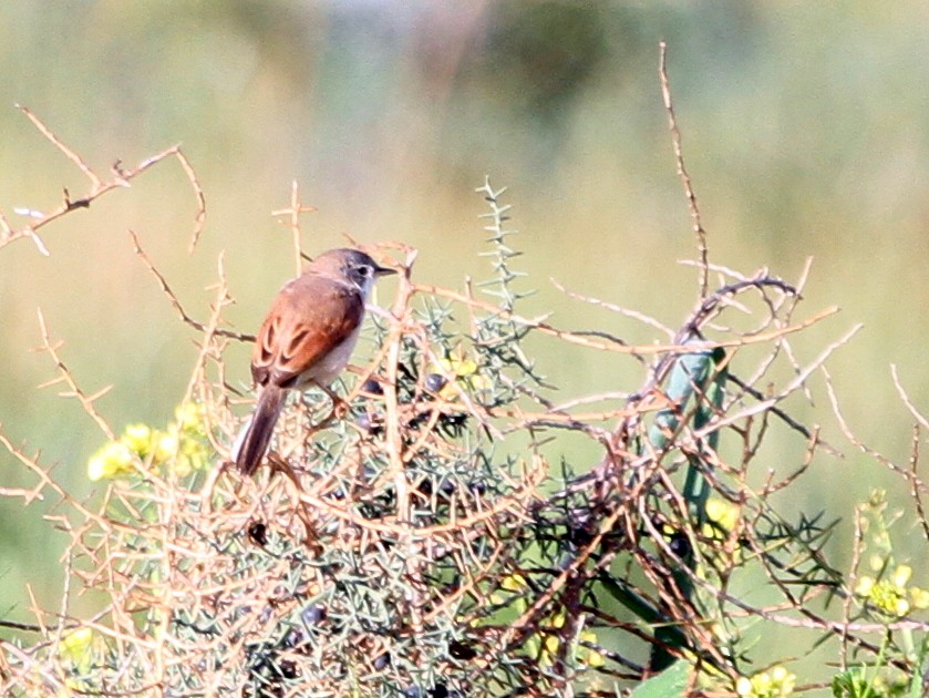 Spectacled Warbler - ML401966401