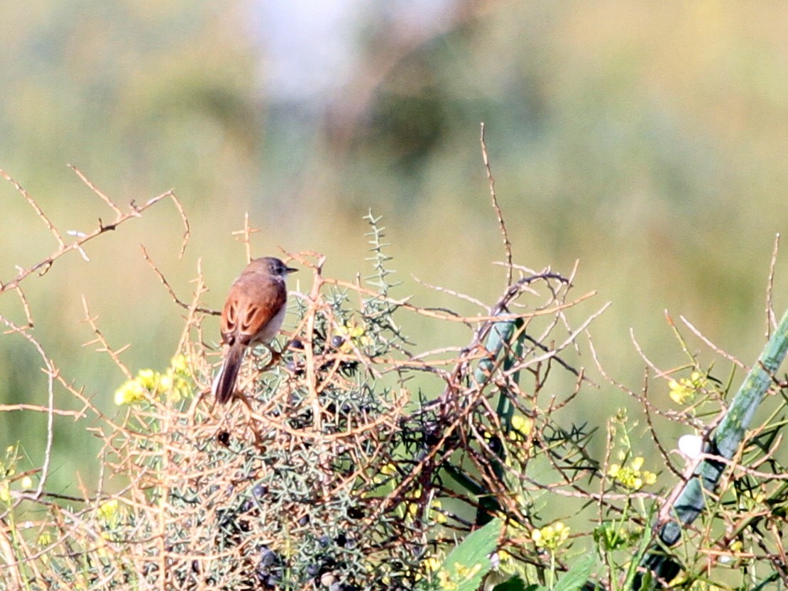 Spectacled Warbler - ML401966441