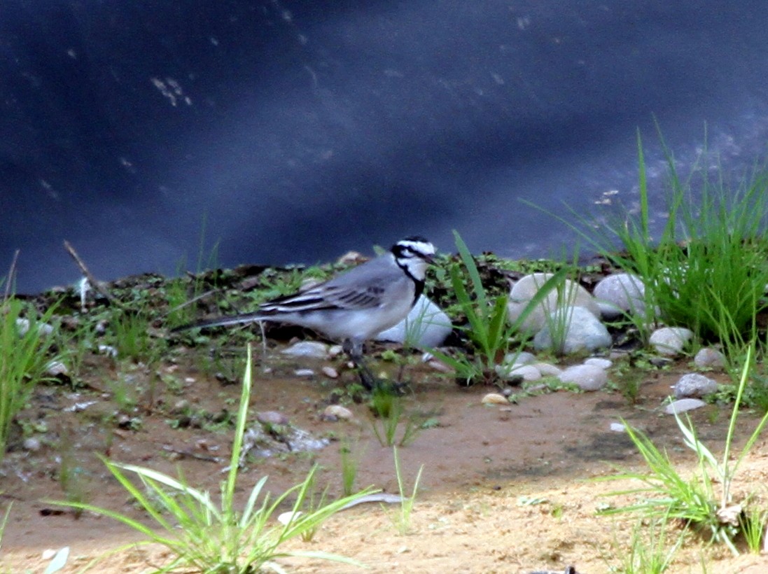 White Wagtail (Moroccan) - ML401966531