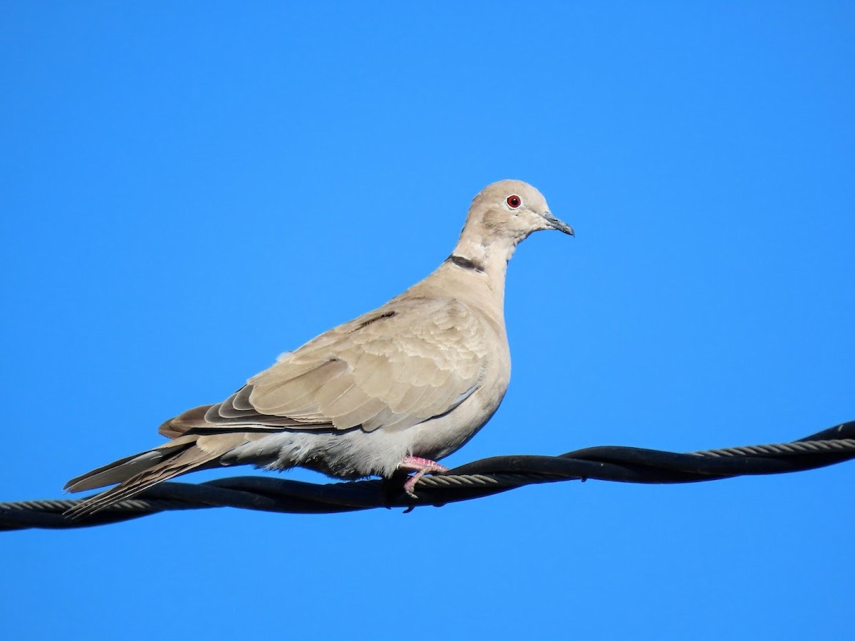 Eurasian Collared-Dove - ML401969161
