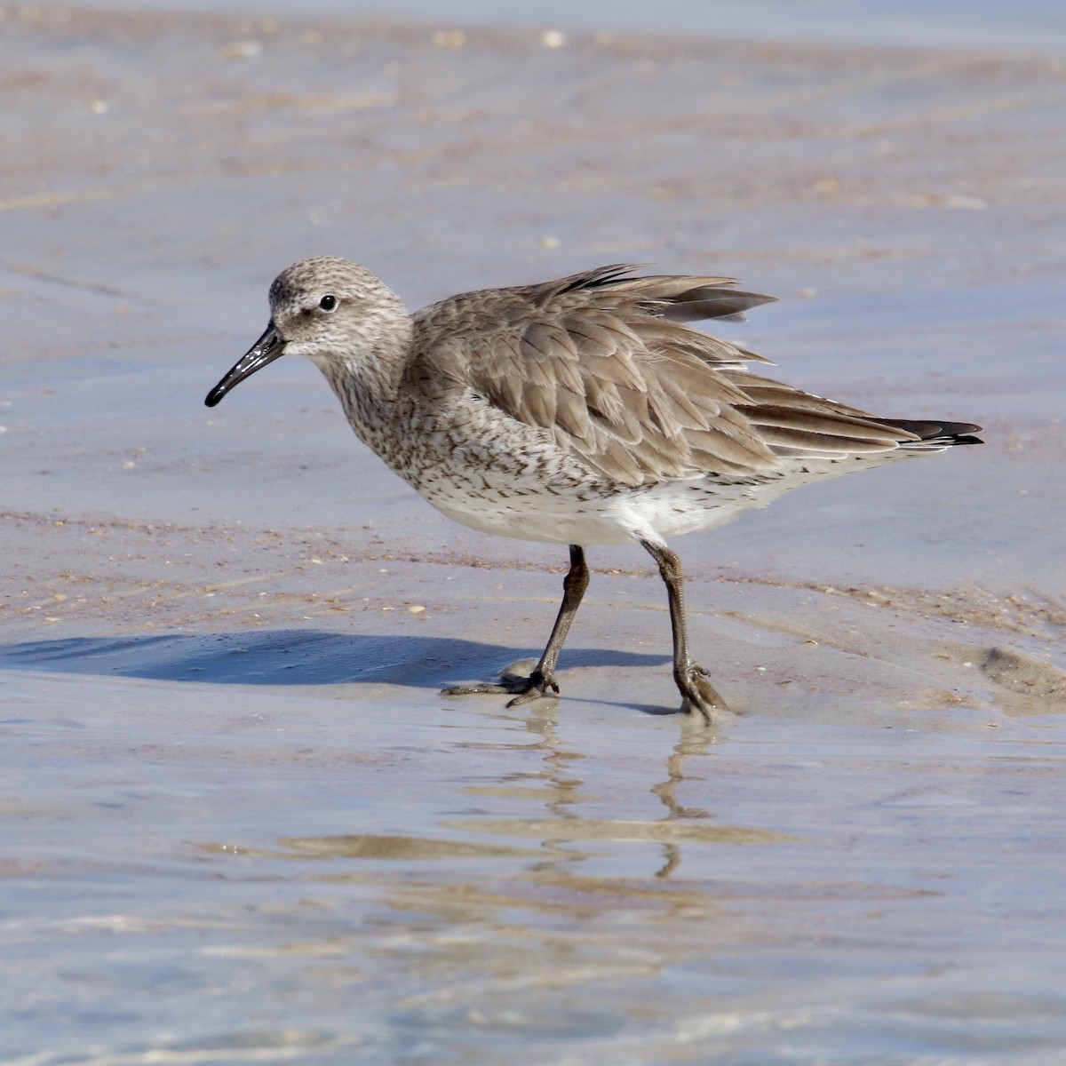 Red Knot - ML401969201