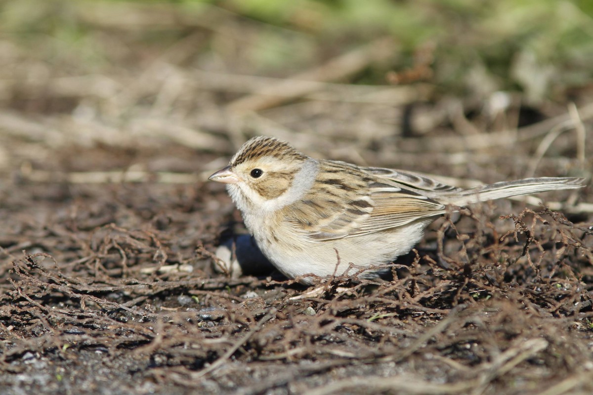 Clay-colored Sparrow - ML40196921