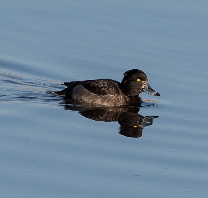 Tufted Duck - ML40196951