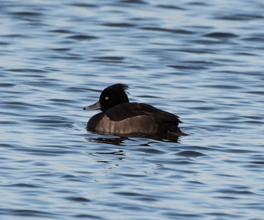 Tufted Duck - ML40196971