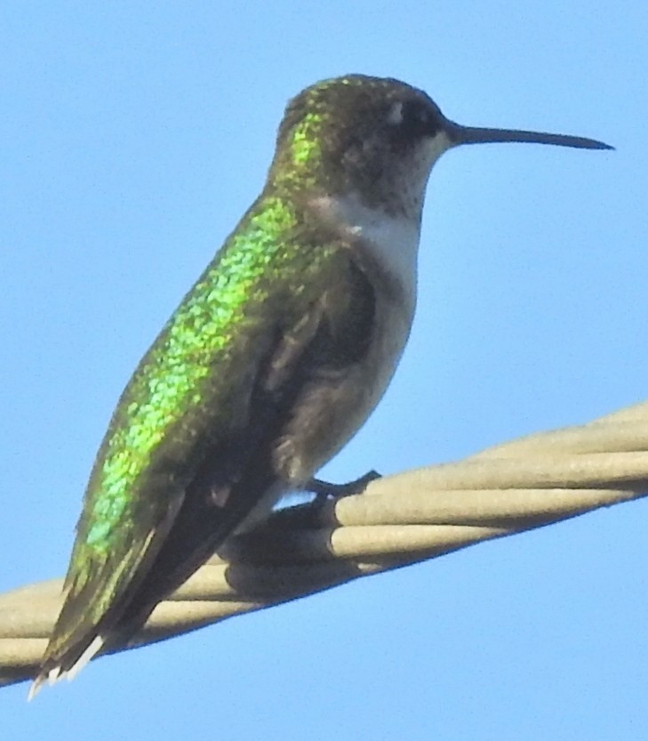 Ruby-throated Hummingbird - James Bozeman