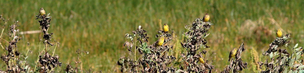 Grassland Yellow-Finch - Manfred Bienert