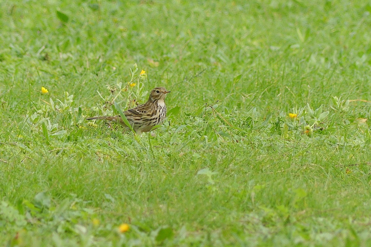 Meadow Pipit - ML401974821