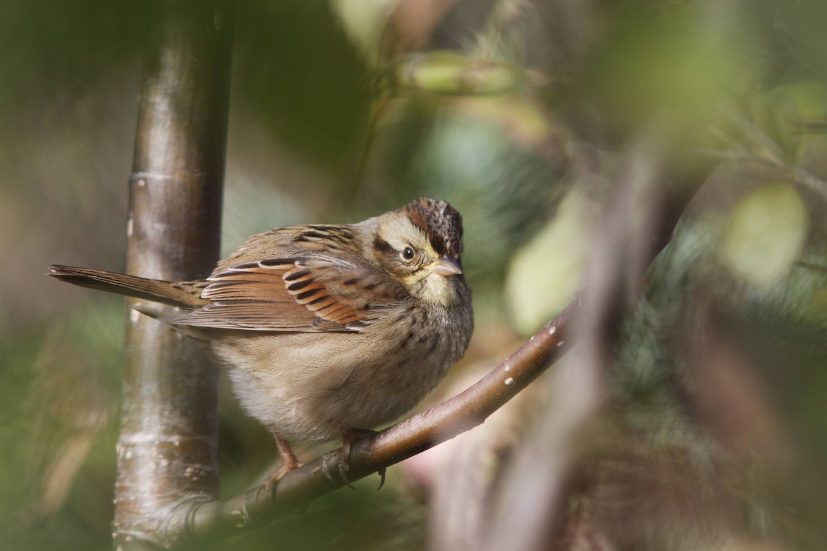 Swamp Sparrow - ML40197841