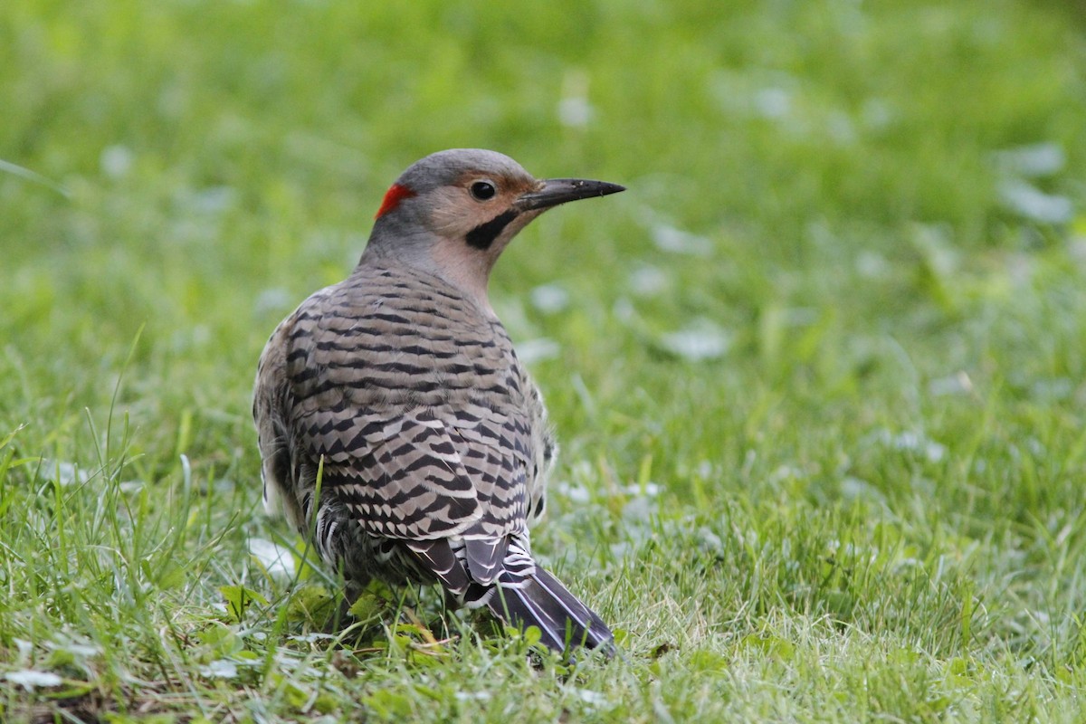 Northern Flicker (Yellow-shafted) - ML40198091