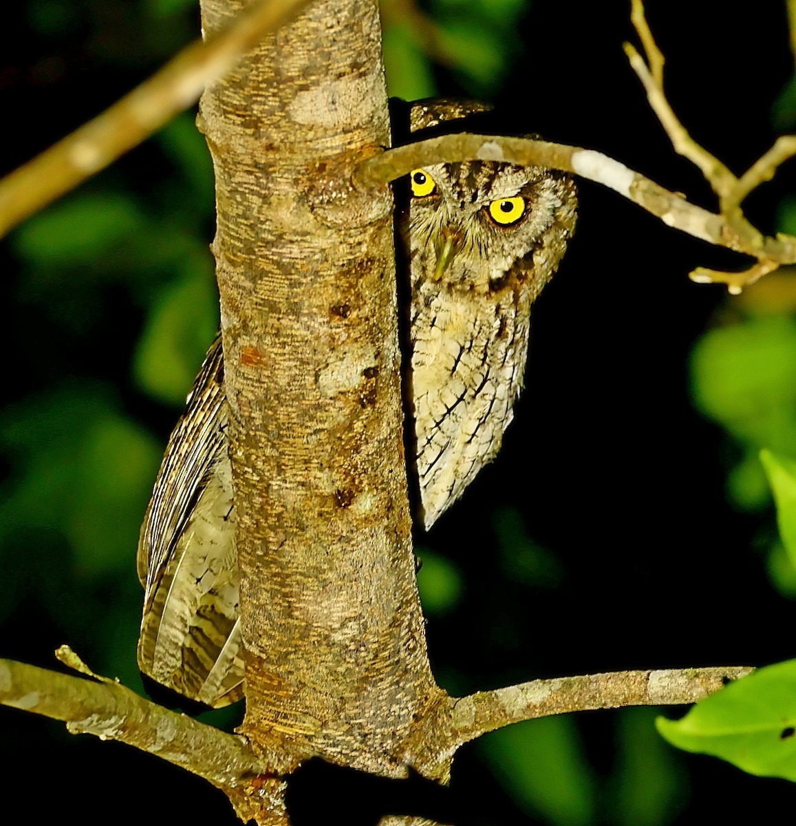 Tropical Screech-Owl - Maciej  Kotlarski