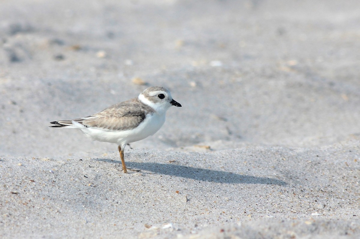 Piping Plover - ML40198731