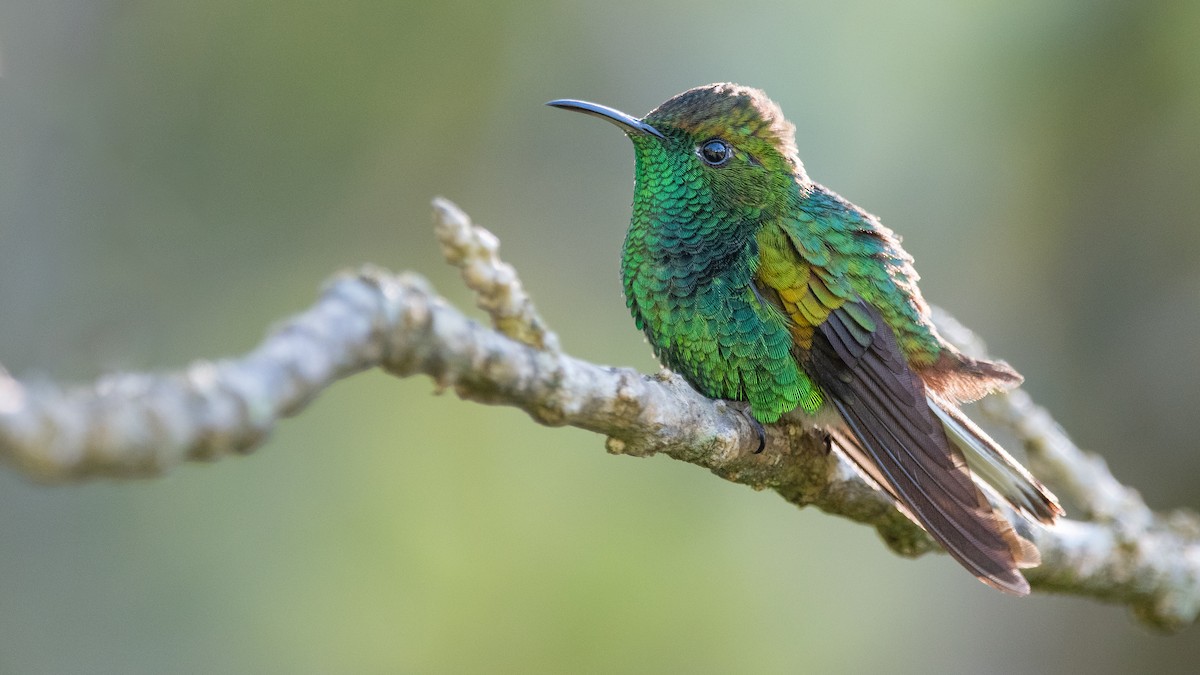 kolibřík měděnohlavý - ML401991131