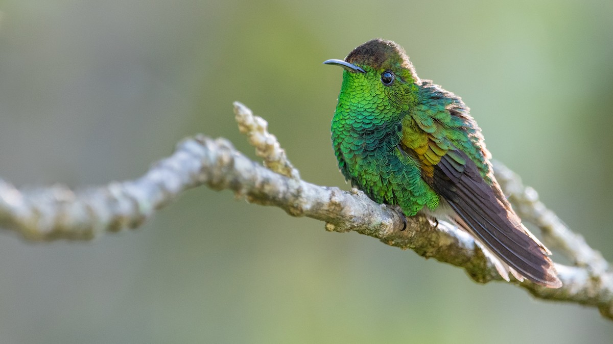 kolibřík měděnohlavý - ML401991151