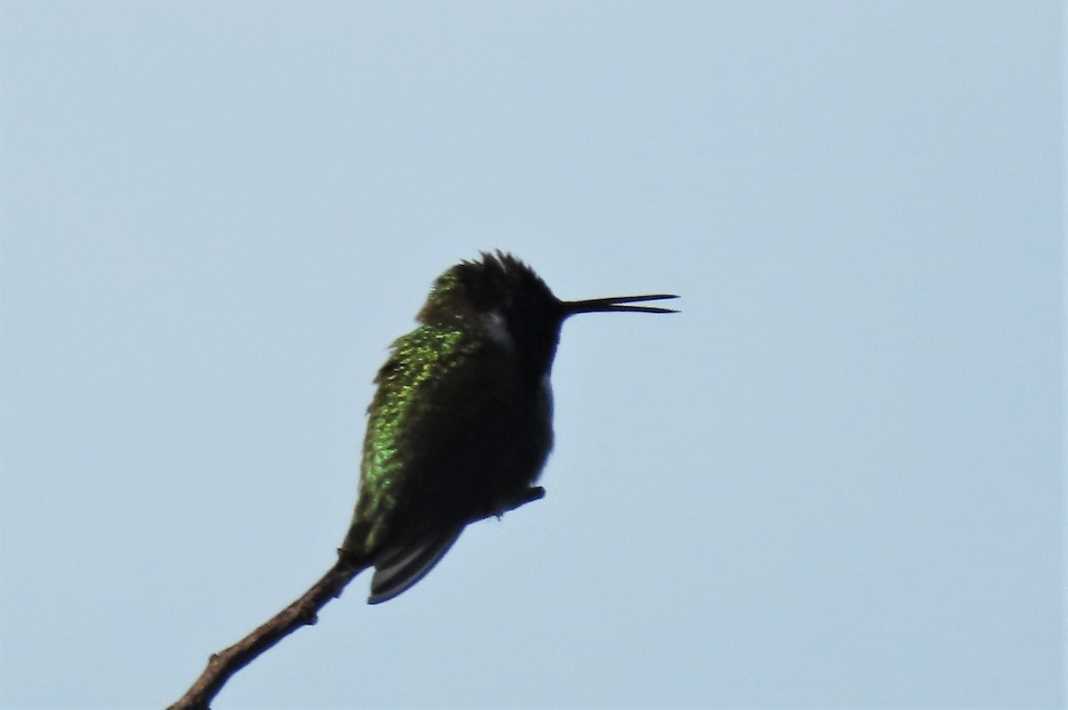 Costa's Hummingbird - ML401995821