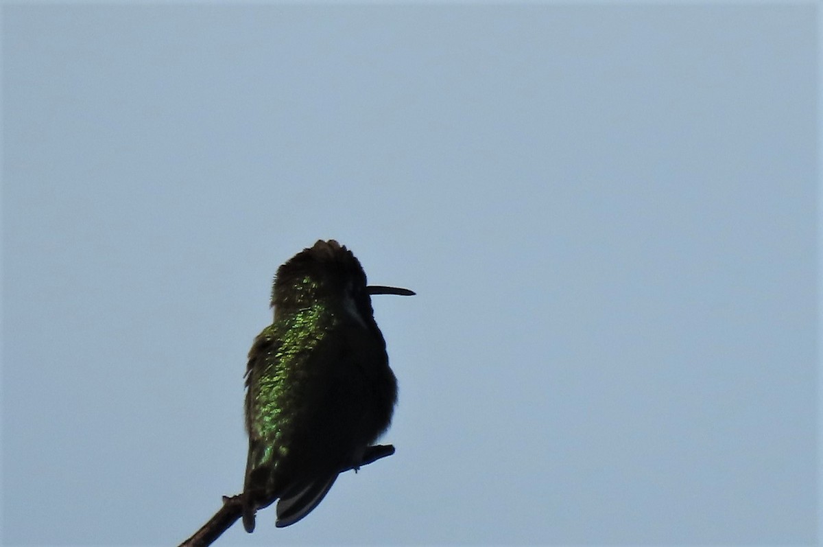 Costa's Hummingbird - ML401996691