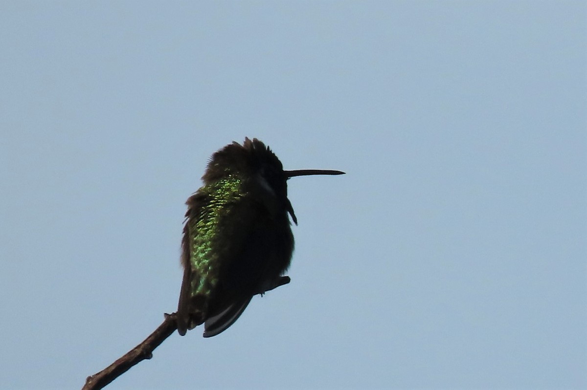 Costa's Hummingbird - ML401996761
