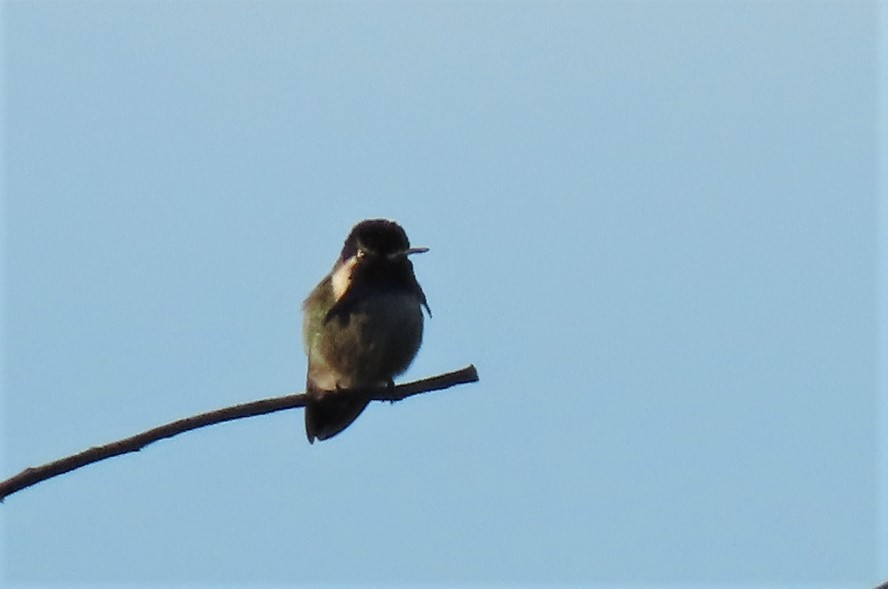 Costa's Hummingbird - ML401996921