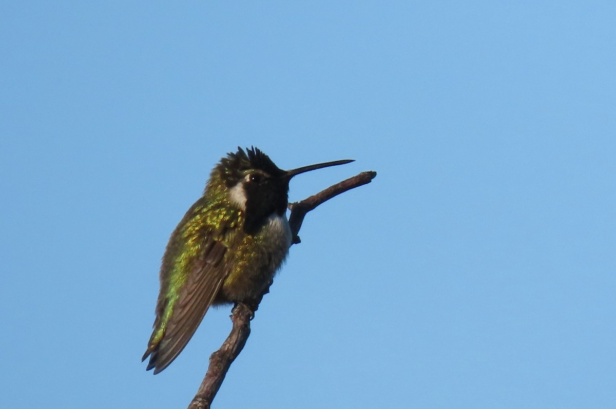 Costa's Hummingbird - ML401996991