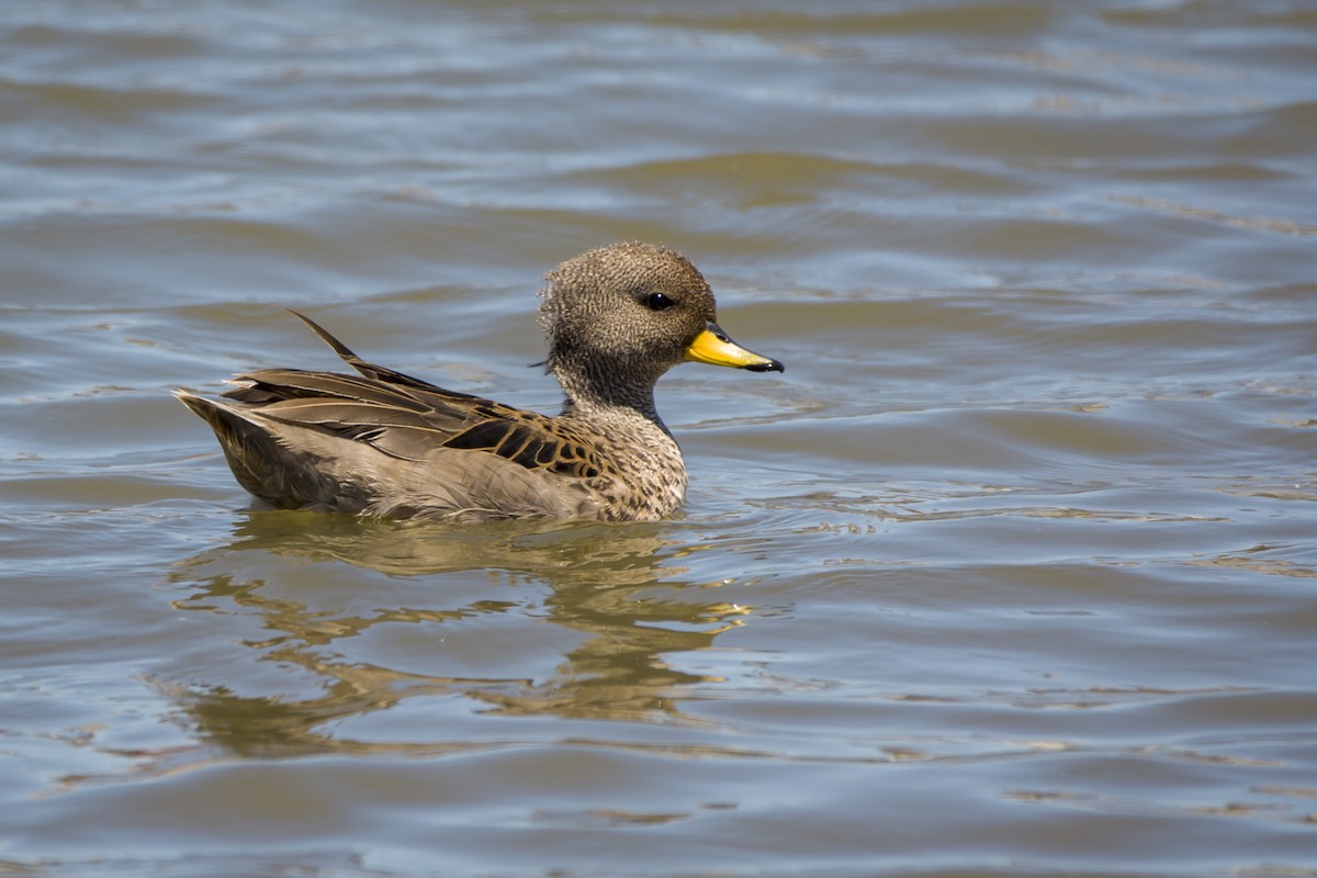 Yellow-billed Teal - Leonel Melvern
