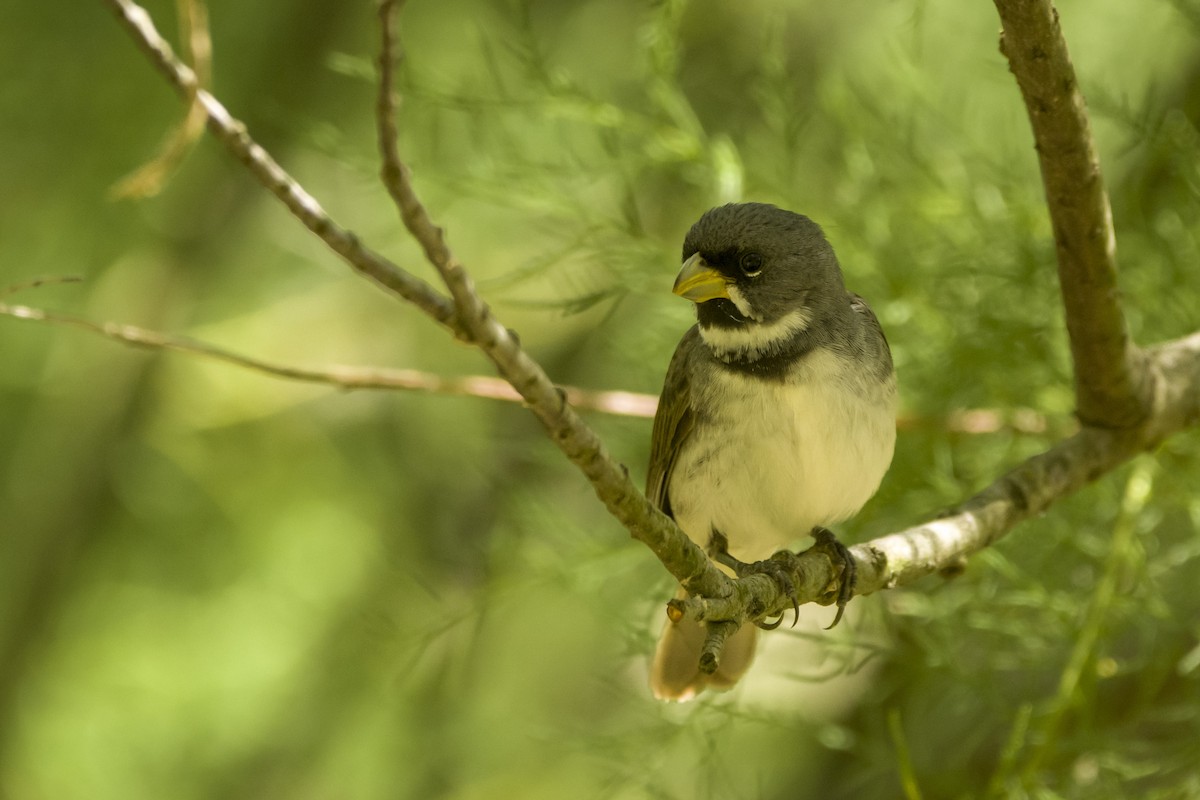 Double-collared Seedeater - Leonel Melvern