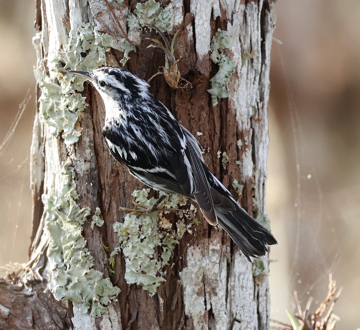 Black-and-white Warbler - ML402007291