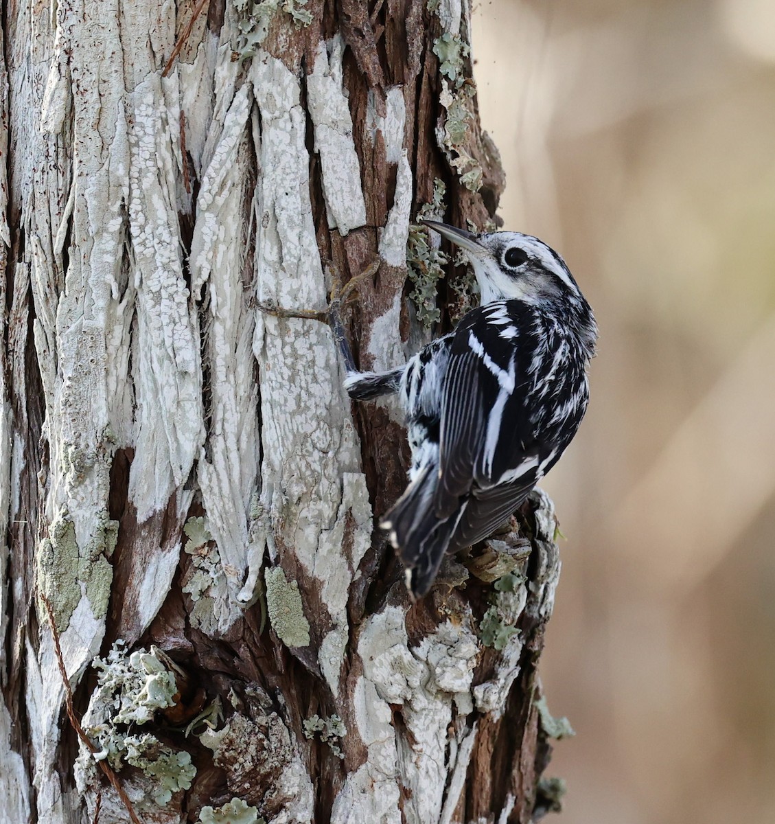 Black-and-white Warbler - ML402007301