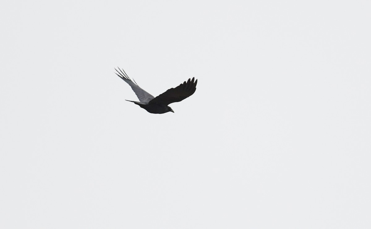 Common Raven - ML402010361