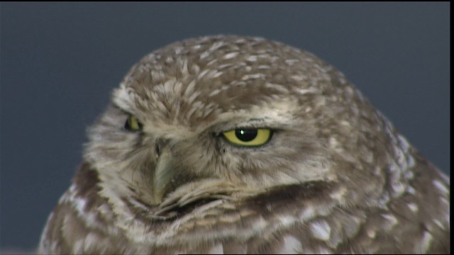 Burrowing Owl (Western) - ML402013