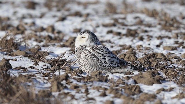Snowy Owl - ML402015061