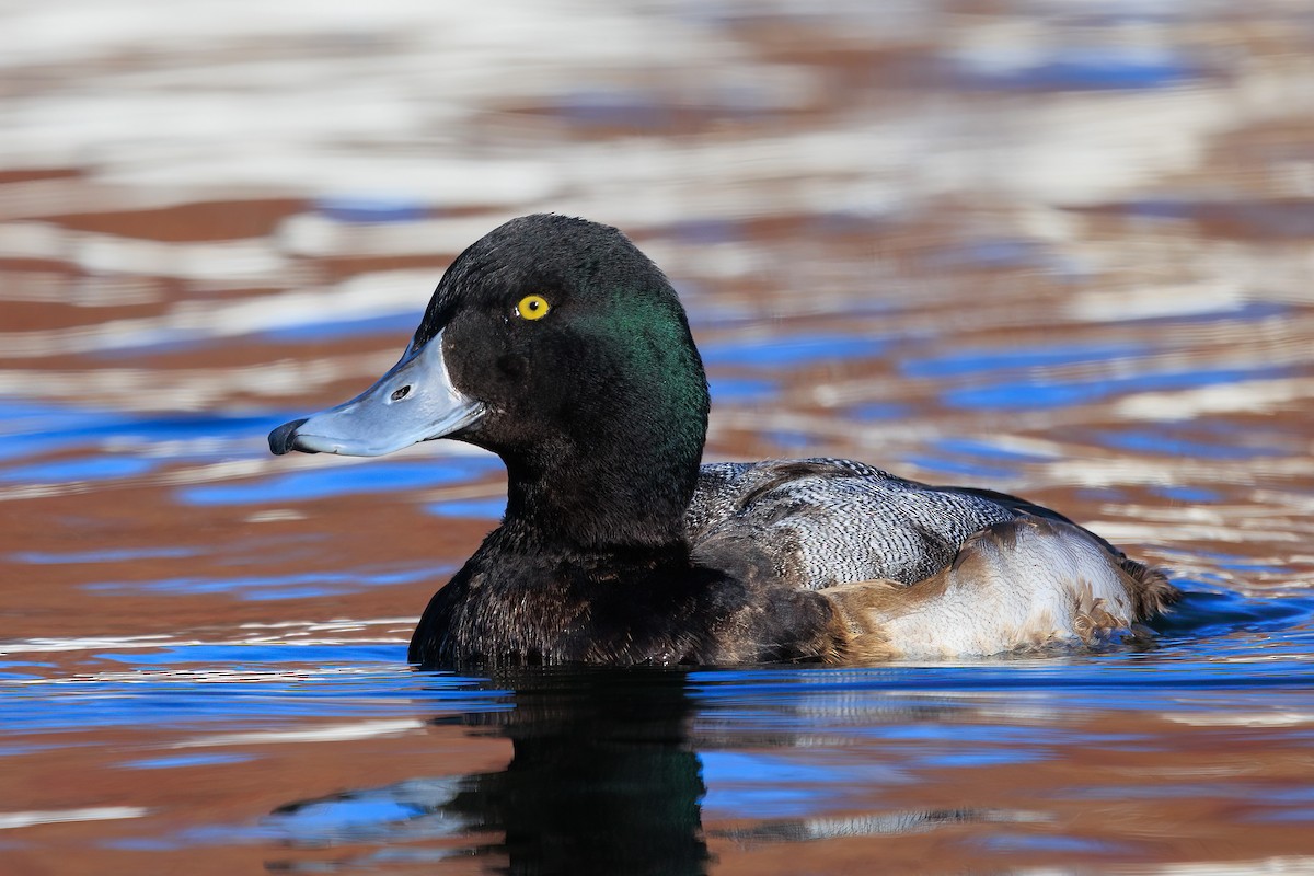 Greater Scaup - ML402016991