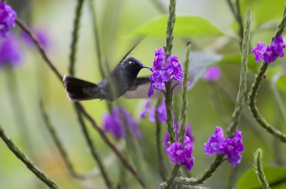 Violet-headed Hummingbird - ML40201881